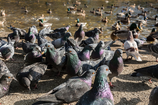Close-up large flock of pigeons and ducks. Selective focus on two pigeons.