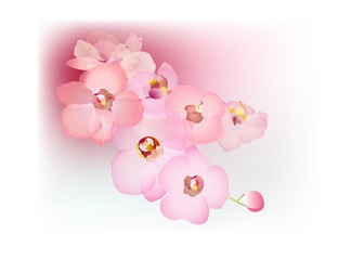 Pink orchids on pink background.
