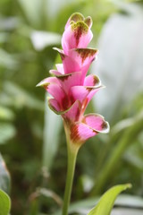 ping flower in garden