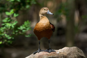 Lesser whistling duck