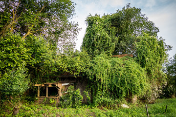 Zugewachsene Hütte