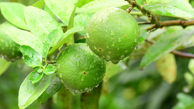green lemon in the garden after the rain, Key lime  