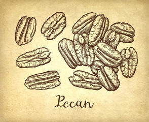 Pecan ink sketch