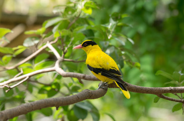 Fototapeta premium Black-naped oriole