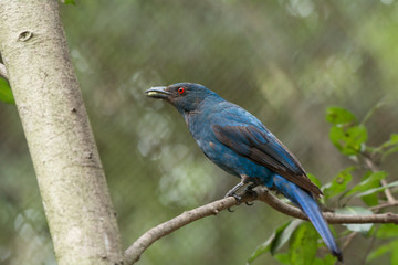 Asian fairy-bluebird, female