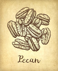 Pecan ink sketch