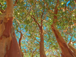 Foto auf Acrylglas Bäume Crape myrtle trees (type Natchez) in sunny day.  View up of trunk tree with branches and green foliage in early autumn.  © mivod