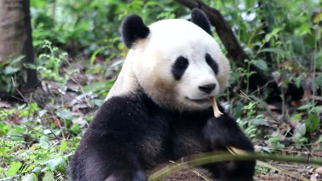 Giant Panda Eats Bamboo Shoot, China