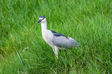 Alert heron standing in tall grass, Hawaii
