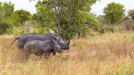 Rhinoceros mother with baby. Meru, Kenya