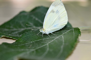 White butterfly sitting on a tree on a summer day.