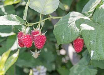 Branch of ripe raspberries in a garden