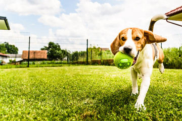 Beagle dog running