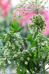 small flowers of biennial plant vegetable parsley