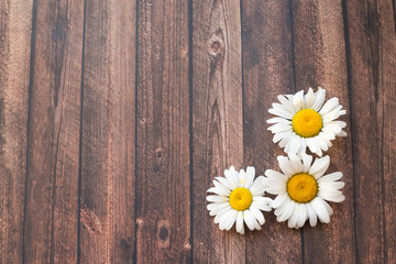 chamomile table background wooden