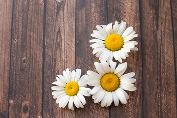 chamomile table background wooden