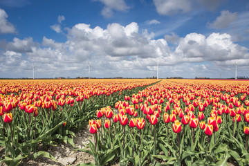 A field of tulips with wind turbines in the background. North Holland The Netherlands Europe