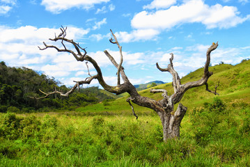 Fototapeta na wymiar Árvore Seca no meio de vegetação verde