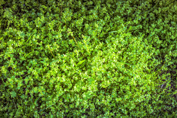 Fototapeta na wymiar Abstract green nature background with grass and plants on meadow. Flat lay view