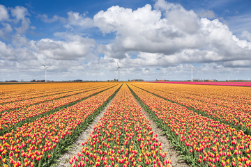 Fototapeta na wymiar A field of tulips with wind turbines in the background. North Holland The Netherlands Europe