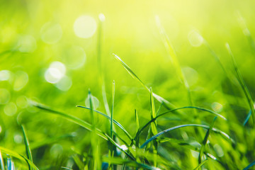Fototapeta premium Green grass abstract background with copy space. Summer nature details