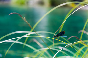 Belle Libellule bleue sur un brin d'herbe