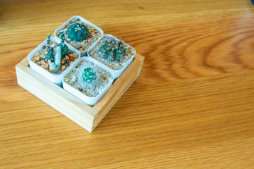 Small Cactus For decorative plant on wooden table.