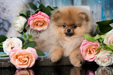 spitz Pomeranian and flowers roses