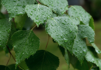 Birch leaves and rain drops