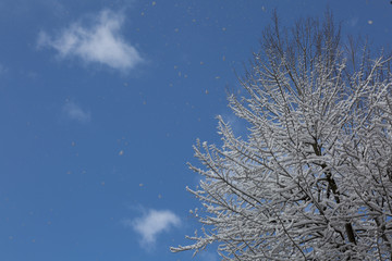 Obraz na płótnie Canvas snow and sky