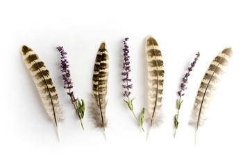 plant and feathers top view isolated on white