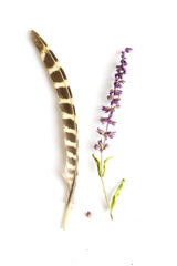 plant and feather top view isolated on white