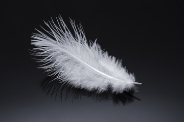 Obraz premium white fluffy feather isolated on black