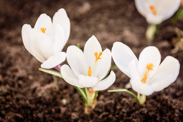 Obraz premium White crocuses growing on the ground in early spring close up. First spring flowers blooming in garden.