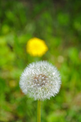 Fototapeta premium Fluffy Dandelion