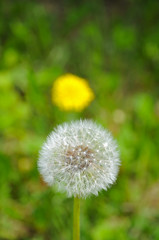 Fluffy Dandelion