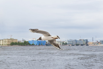 Fototapeta na wymiar Seagull over the Neva river, bird over water, St. Petersburg
