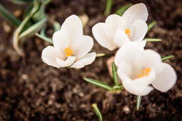 White crocuses growing on the ground in early spring close up. First spring flowers blooming in garden.