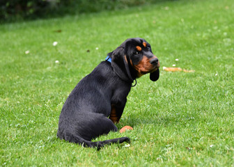 Alpenländische Dachsbracken Welpen
