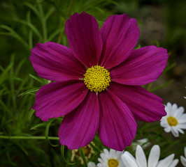 Obraz premium Natural flowers in garden