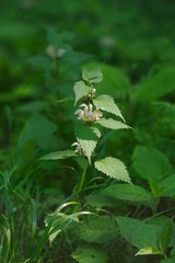 Fototapeta premium Taraxacum platycarpum (Kanto tanpopo) 