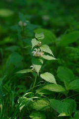 Taraxacum platycarpum (Kanto tanpopo)
