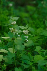 Taraxacum platycarpum (Kanto tanpopo)
