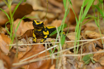 Feuersalamander auf dem Waldboden im Harz