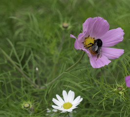 Fototapeta premium Natural flowers in garden