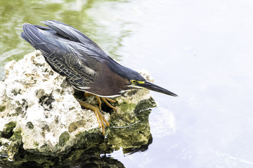 The green heron (Butorides virescens) - Peninsula de Zapata National Park / Zapata Swamp, Cuba