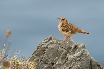Wood Lark (Lullula arborea) perched on a rock with blue sea in a backround