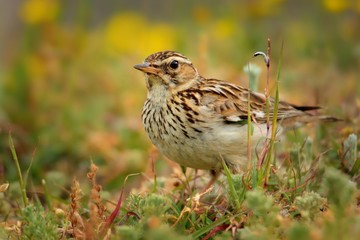 Wood Lark - Lullula arborea on the meadow (pastureland) in Romania