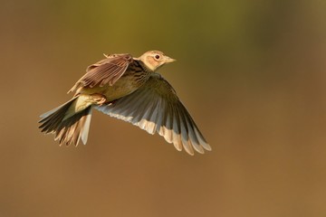 Sky Lark (Alauda arvensis) flying over the field with brown backgrond. Brown bird captured in flight enlightened by evening sun