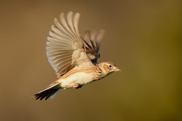 Sky Lark (Alauda arvensis) flying over the field with brown backgrond. Brown bird captured in...